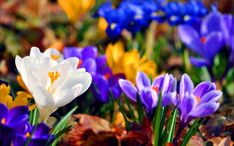 White Crocus Flower — Vibrant, Spring, Photograph