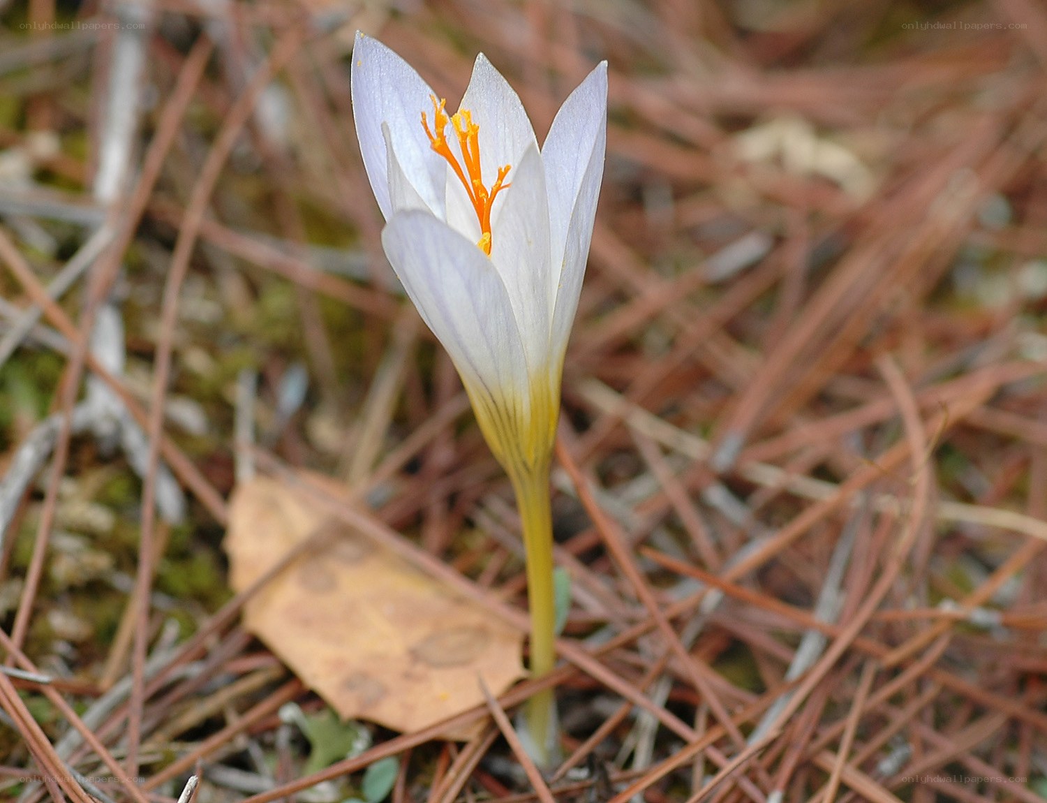 white crocus flower