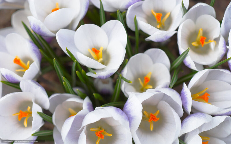 White Crocus Flowers — Calm, Spring, Photograph, Green Leaves