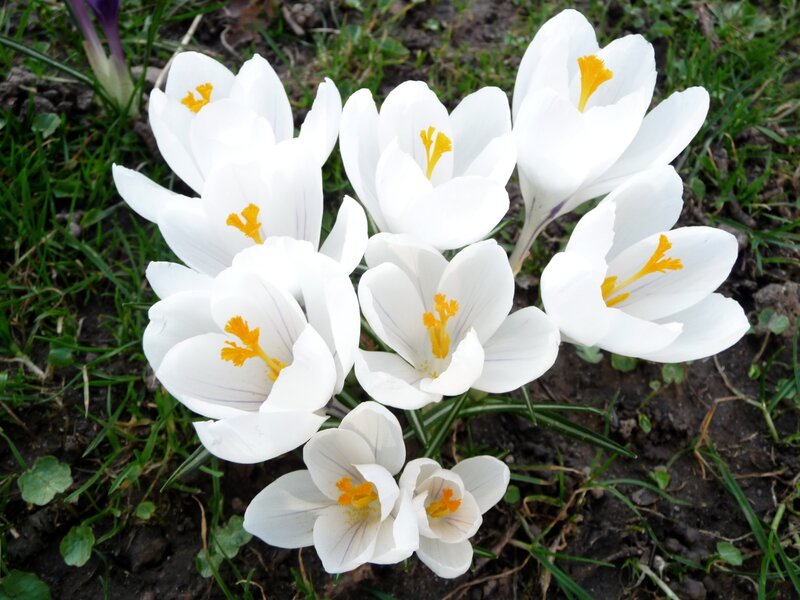 White Crocus Flowers — Calm, Spring, Photograph
