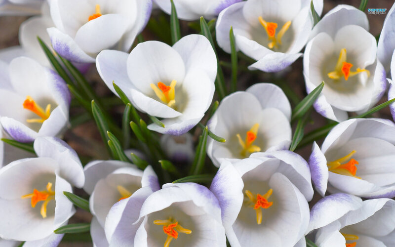 White Crocus Flowers — Calm, Spring