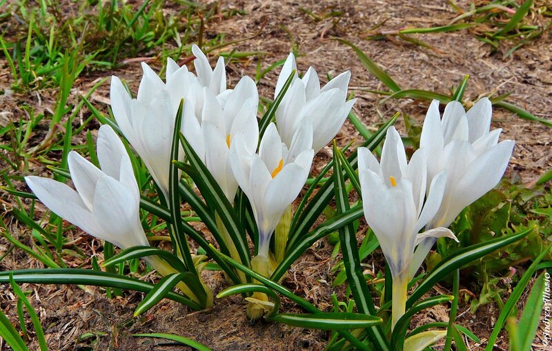 White Crocus Flowers — Calm