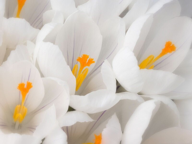 white crocus flowers close-up