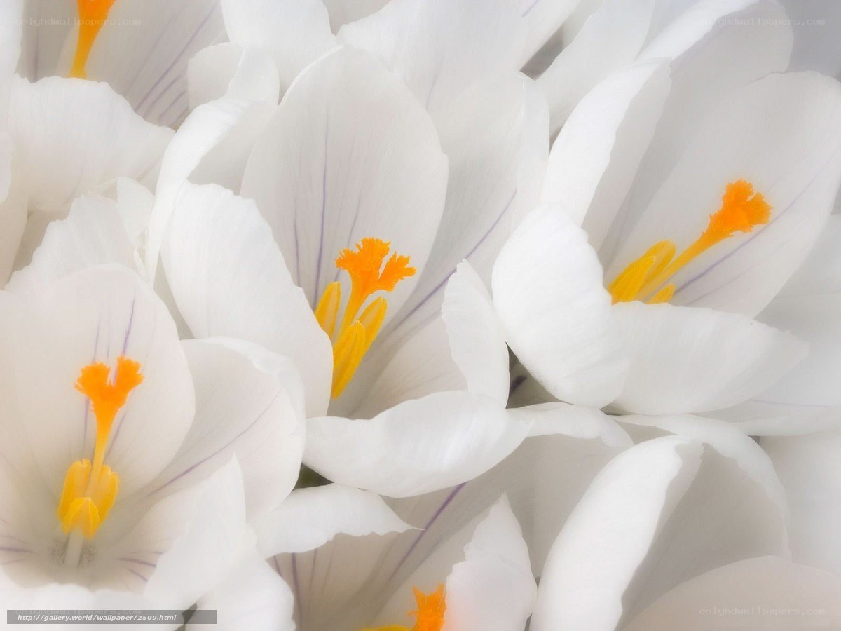 White crocus flowers close-up