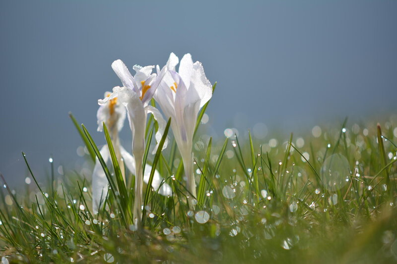 White Crocus Flowers — Green