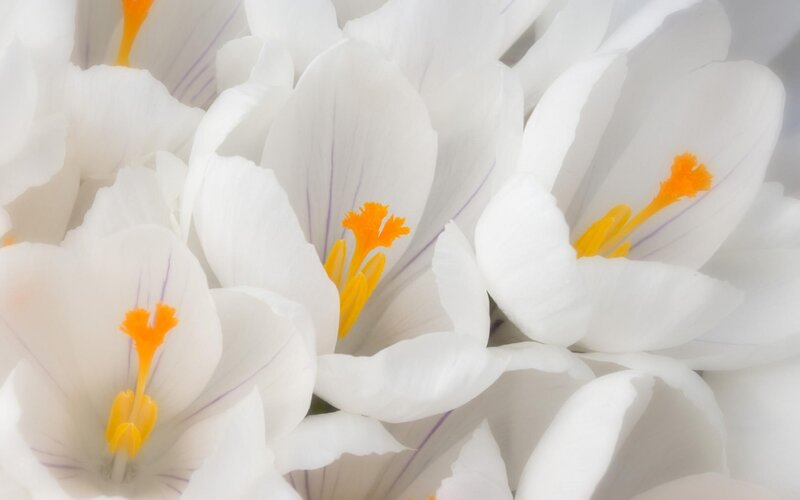 White Crocus Flowers — Purple Veins