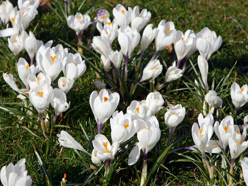 White Crocus Flowers — Serene, Spring, Photograph, Grass