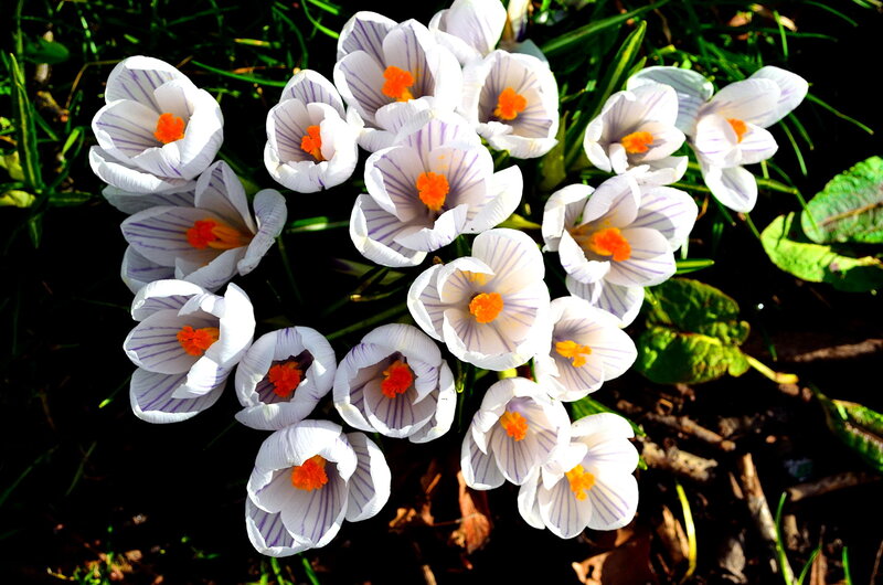 White Crocus Flowers — Serene, Spring, Photograph, Green Grass