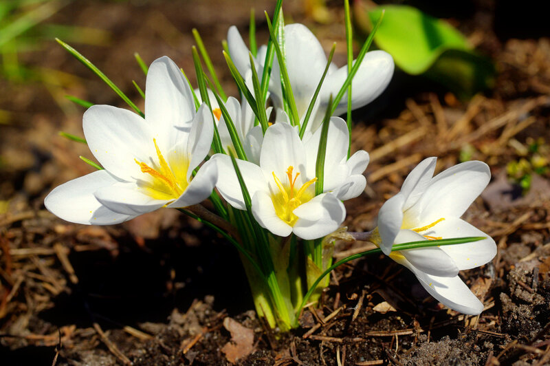 White Crocus Flowers — Serene, Spring, Photograph, Green Leaves