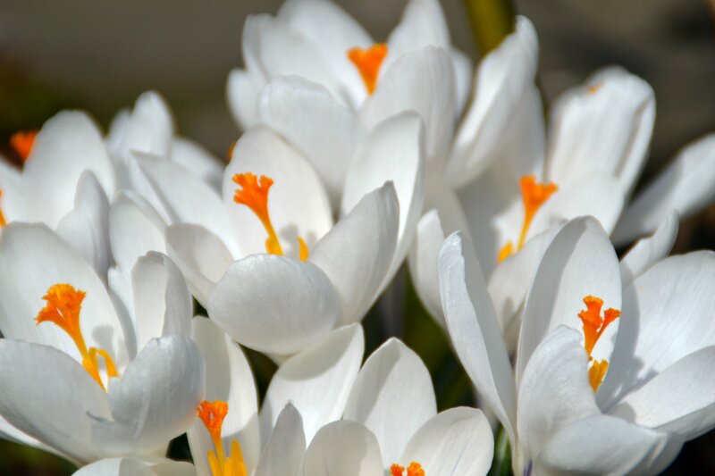 White Crocus Flowers — Serene, Spring, Photograph, Orange Stamen