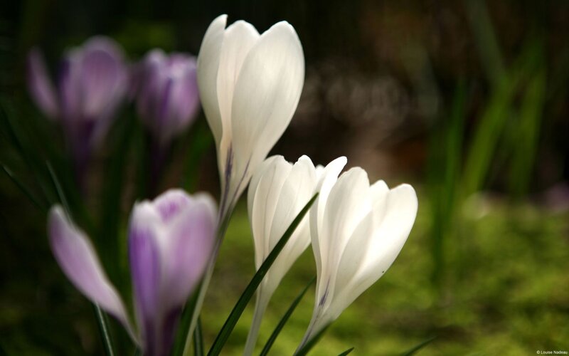 White Crocus Flowers — Serene, Spring, Photograph, Purple Crocuses