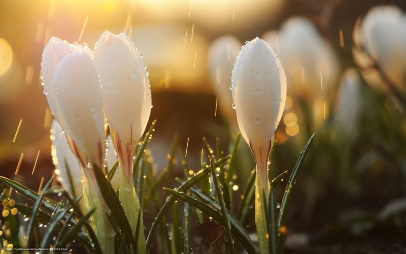 White Crocus Flowers — Serene, Spring, Photograph, Raindrops, Sunlight