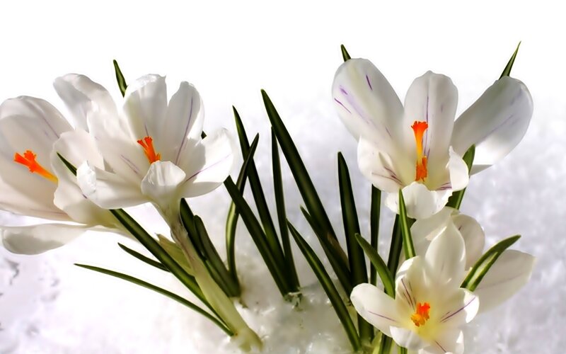 White Crocus Flowers — Serene, Spring, Photograph, Snow
