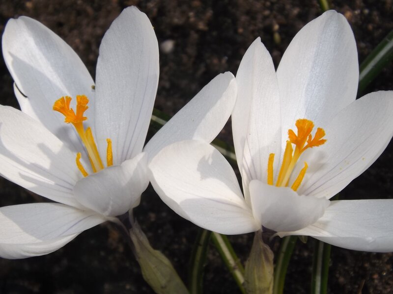 White Crocus Flowers — Serene, Spring, Photograph, Soil