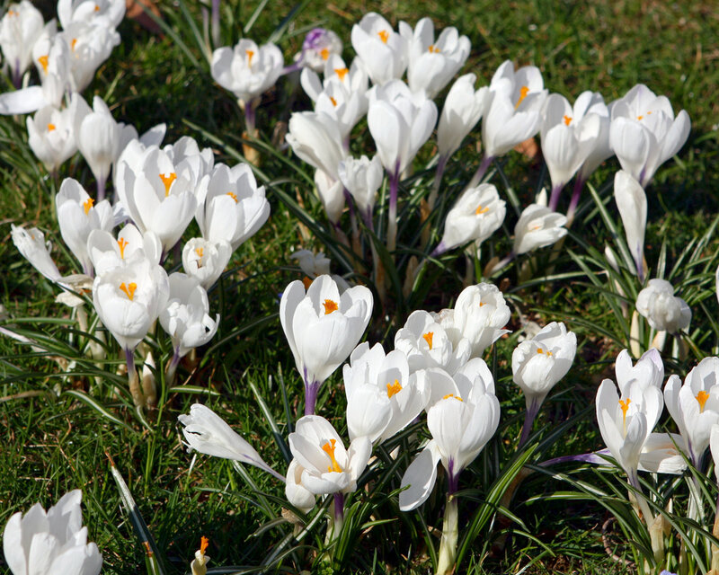 White Crocus Flowers — Serene, Spring, Photograph