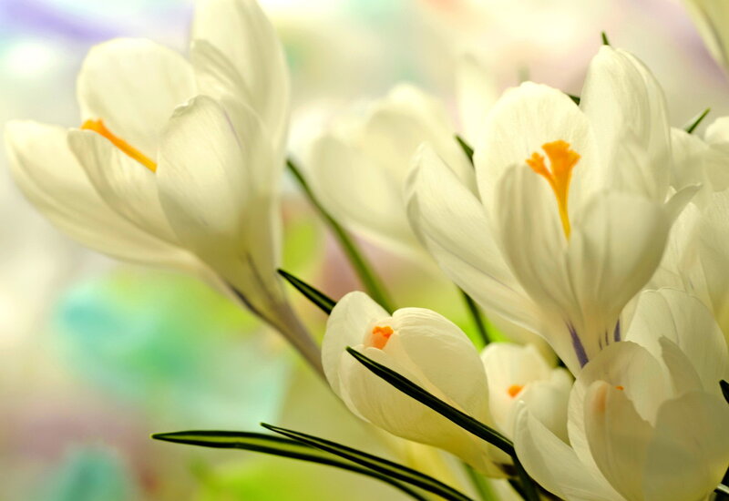 White Crocus Flowers — Serene, Spring, Photograph, Yellow Stamen, Green Leaves