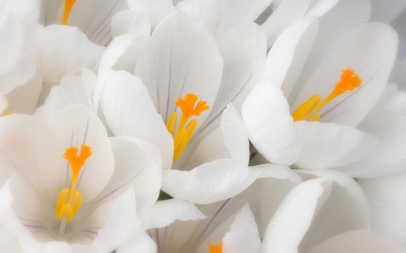 White Crocus Flowers — Serene, Spring, Photograph, Yellow Stamen, Purple Veins