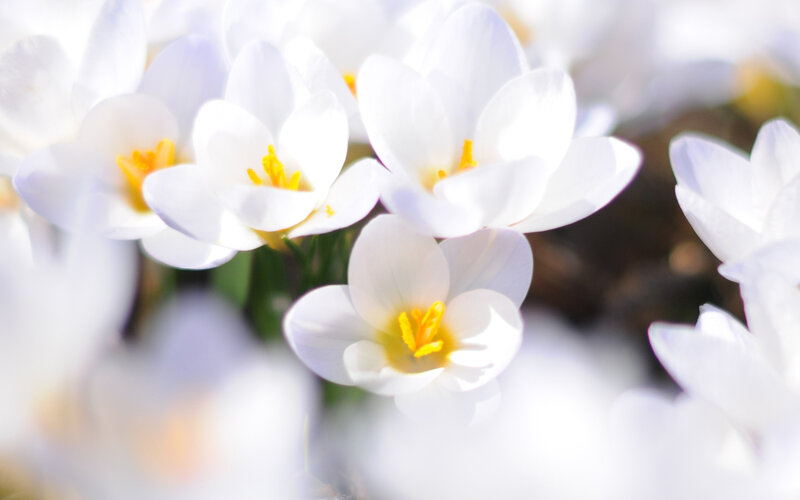 White Crocus Flowers — Serene, Spring, Photograph, Yellow Stamen