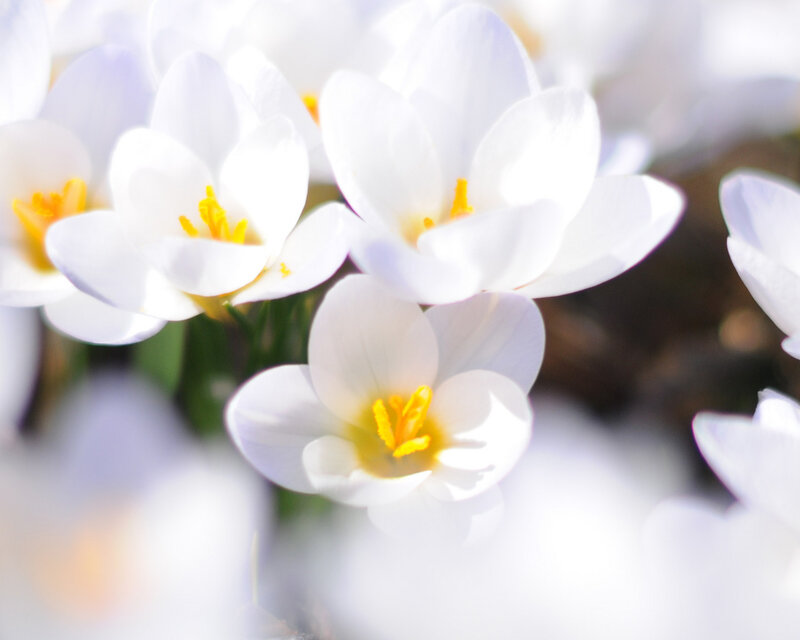 White Crocus Flowers — Serene, Spring
