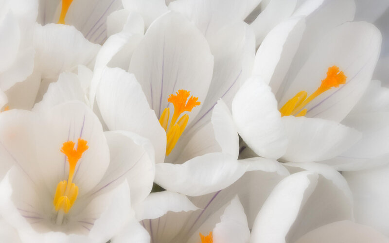 White Crocus Flowers — Serene