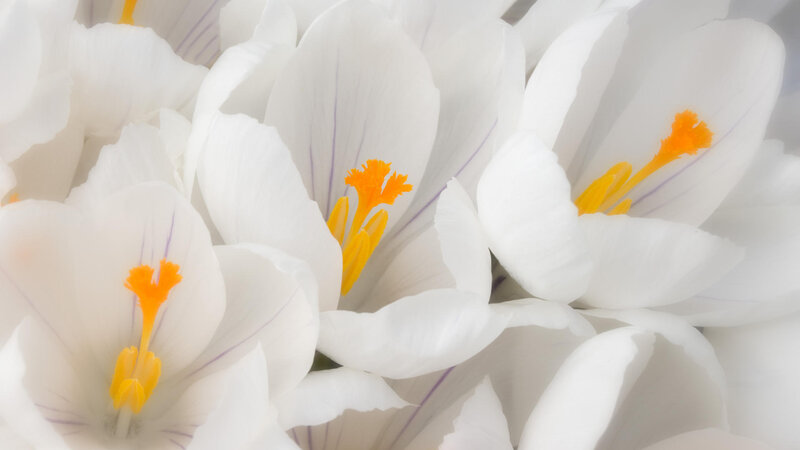 White Crocus Flowers