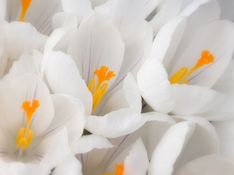 White Crocus Flowers — Yellow Stamen