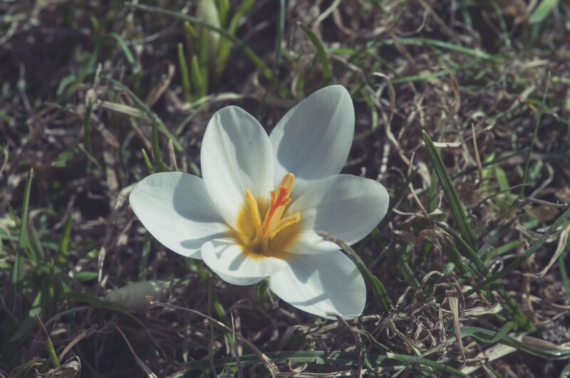 white crocus in grass