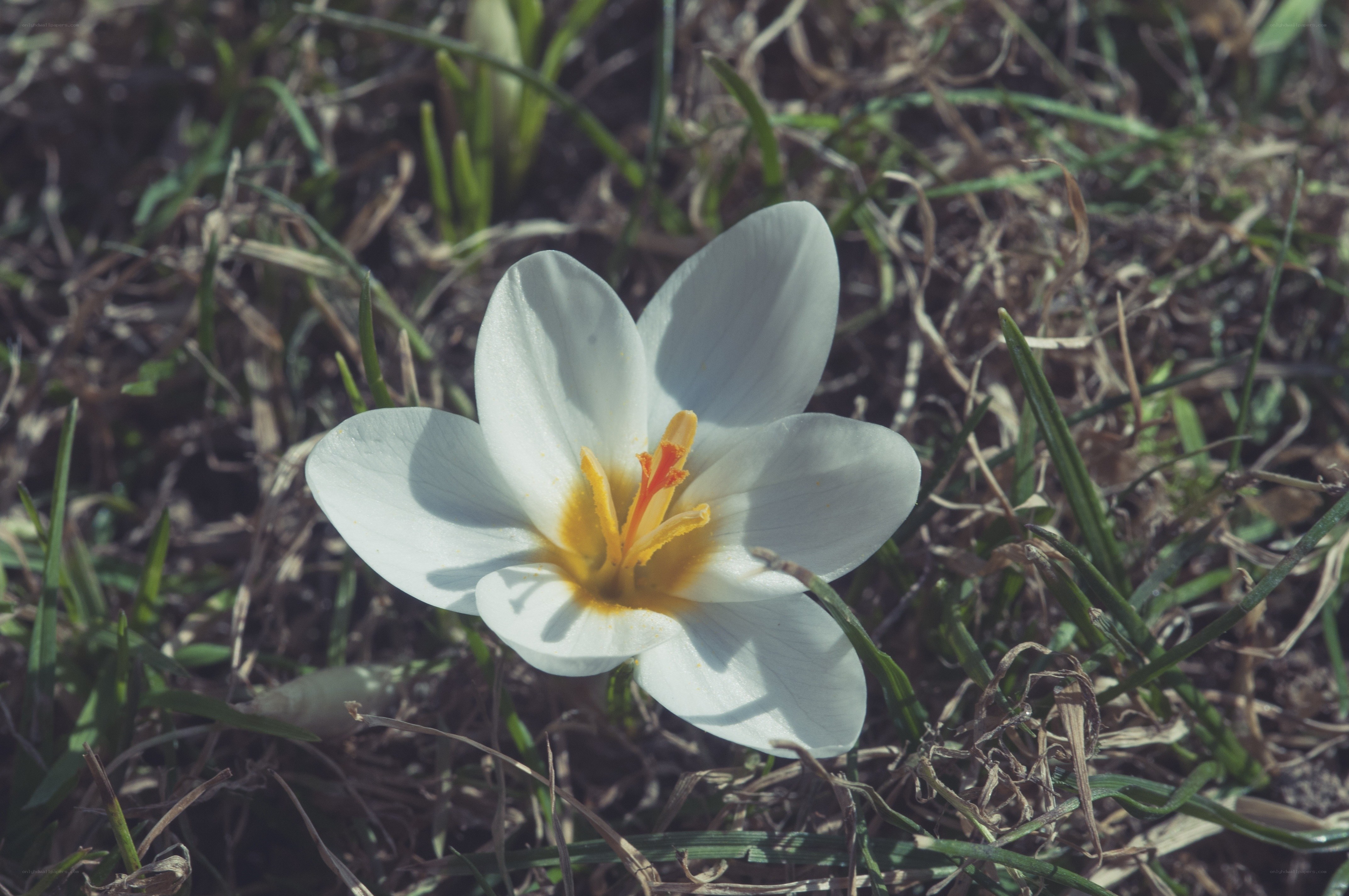 white crocus in grass