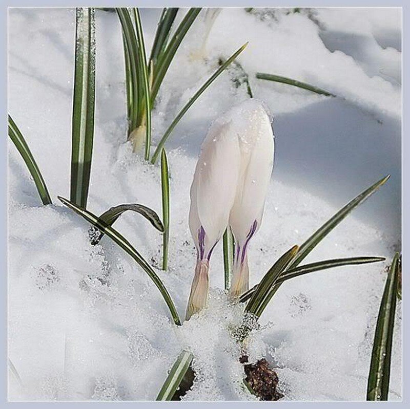 White Crocus in Snow