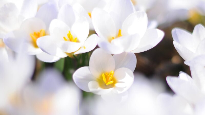 White crocuses in bloom