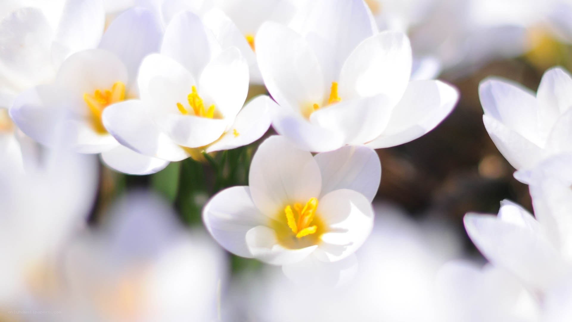 White crocuses in bloom