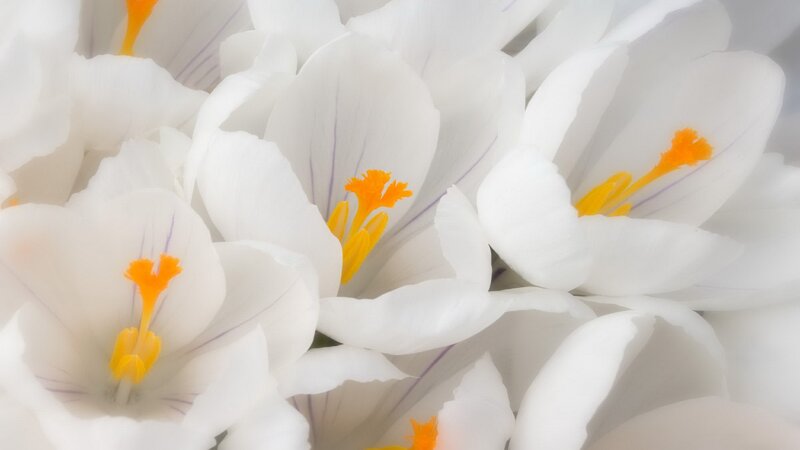 white crocuses in bloom