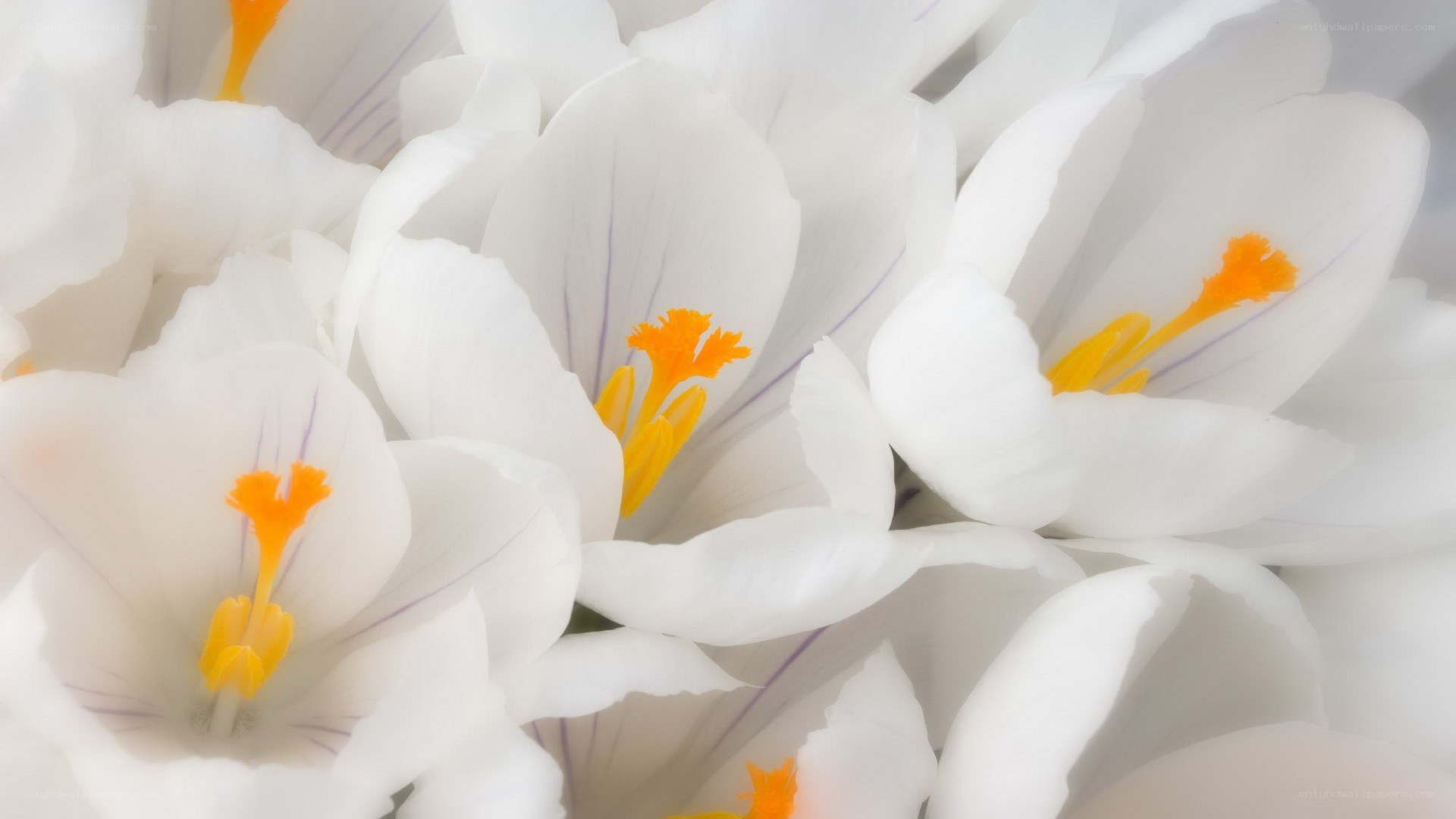 white crocuses in bloom
