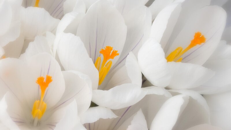 white crocuses in bloom