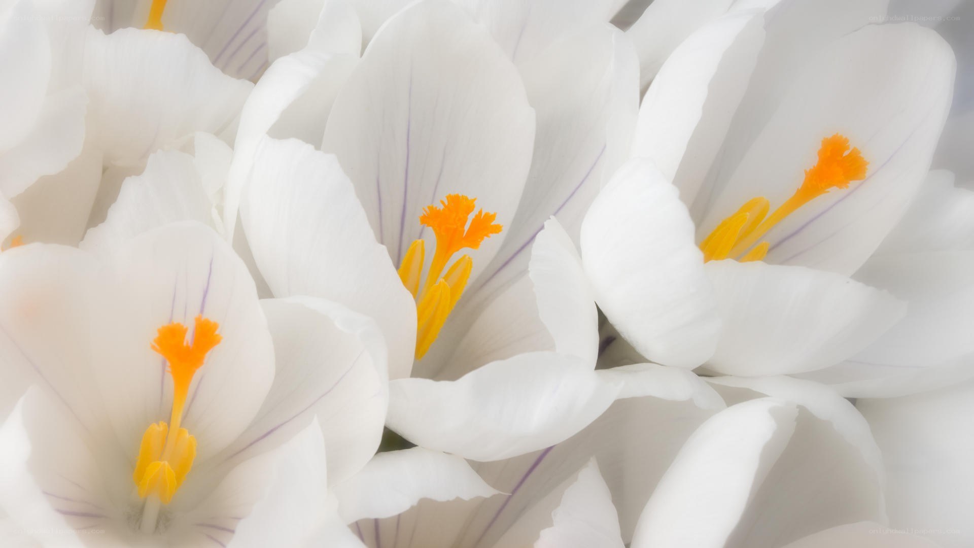 white crocuses in bloom