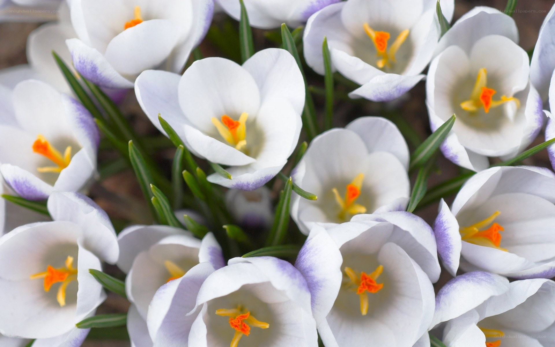 White crocuses in bloom