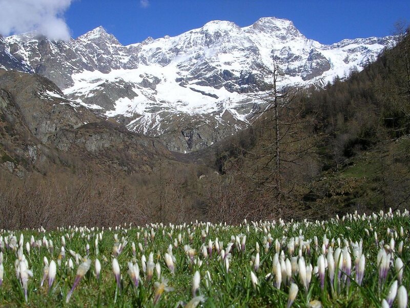 White Crocuses in Field