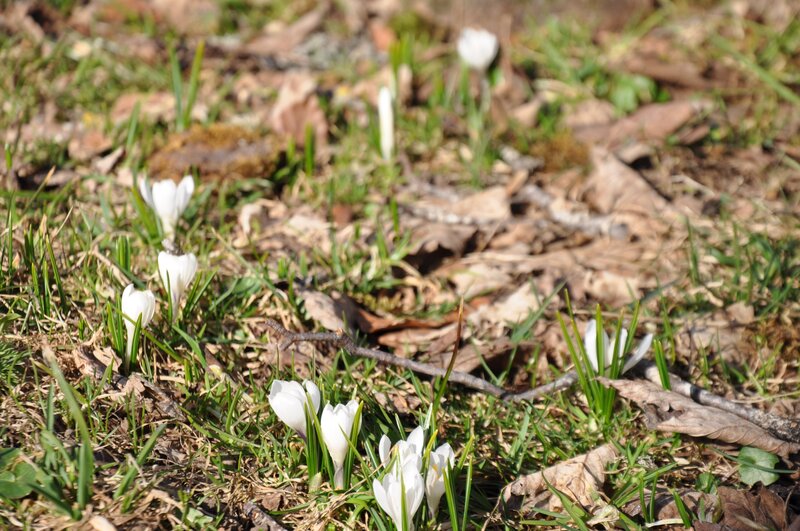 White Crocuses in Grass — Green