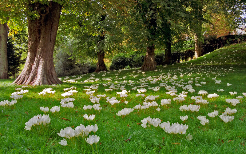 White Crocuses in Grass