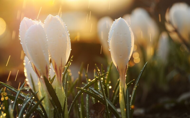 White crocuses in morning rain