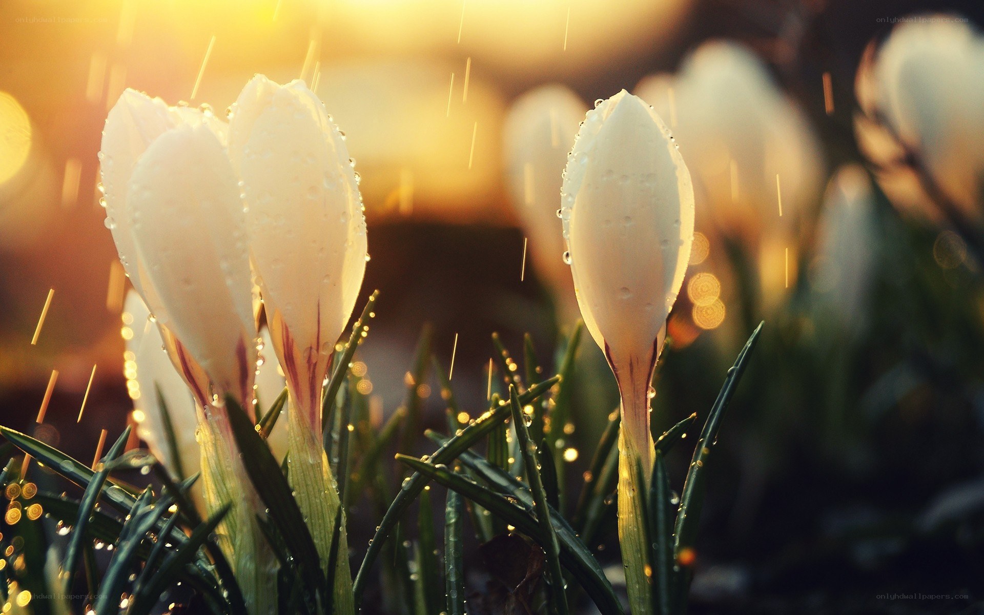 White crocuses in morning rain