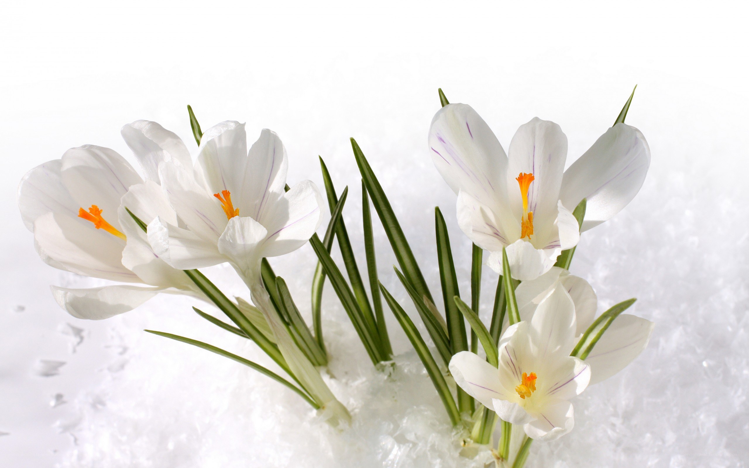 white crocuses in snow