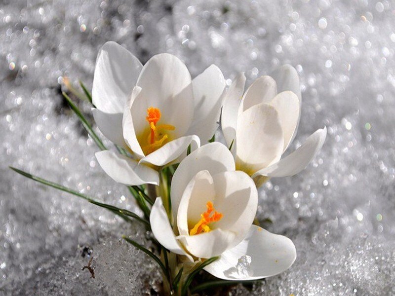White Crocuses in Snow — Serene, Spring, Photograph