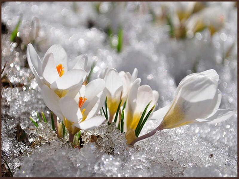 White Crocuses in Snow — Serene, Spring