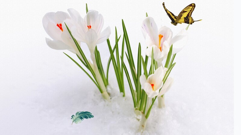 White Crocuses in Snow — Serene