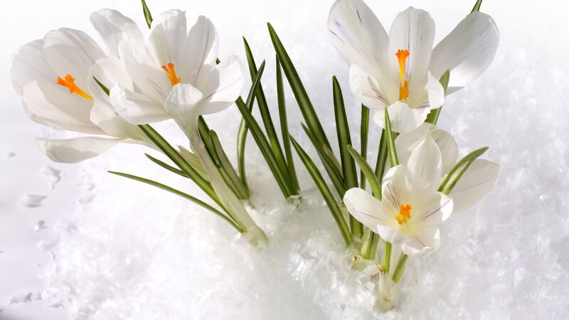 White Crocuses in Snow — Serene, Winter, Photograph, Flowers, Green Leaves