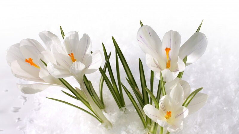 White Crocuses in Snow — Serene, Winter, Photograph, Green Leaves