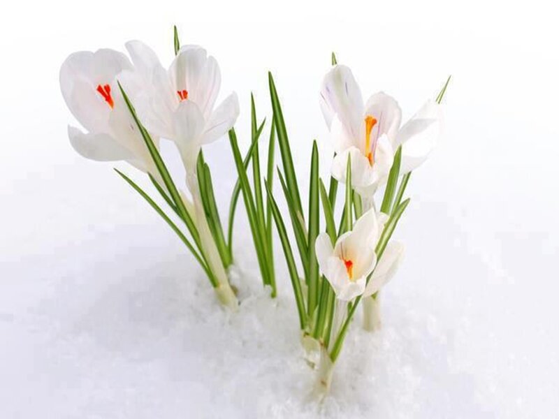 White Crocuses in Snow — Serene, Winter, Photograph