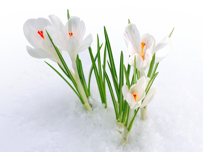 White Crocuses in Snow — Serene, Winter