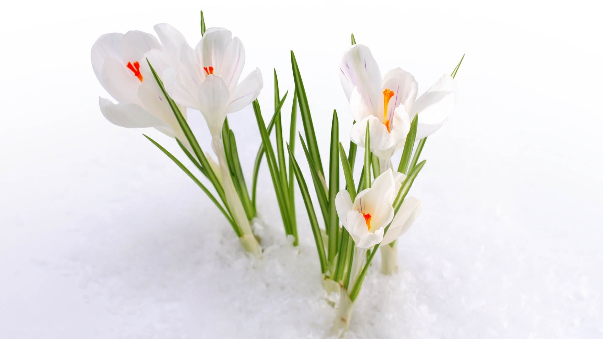 White crocuses in snow